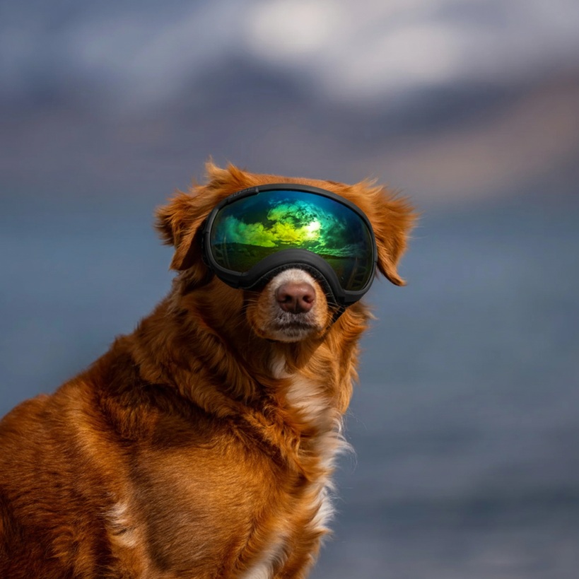 Psie okuliare Rex Specs Goggles V2 s vymeniteľnými šošovkami a UV ochranou