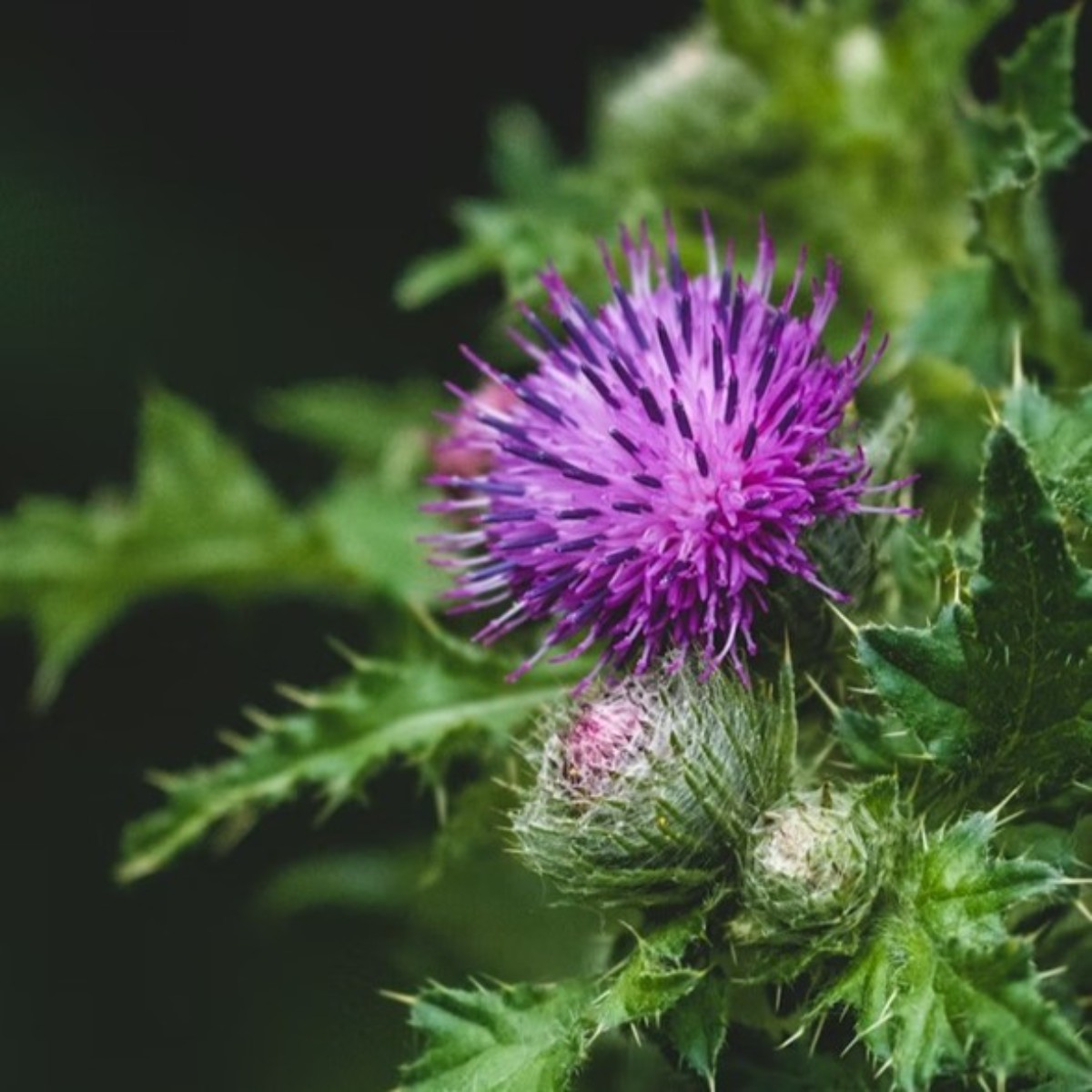 Balenie semien pestreca mariánskeho