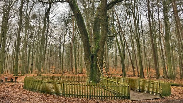 Jediný strom na světě s vlastní adresou