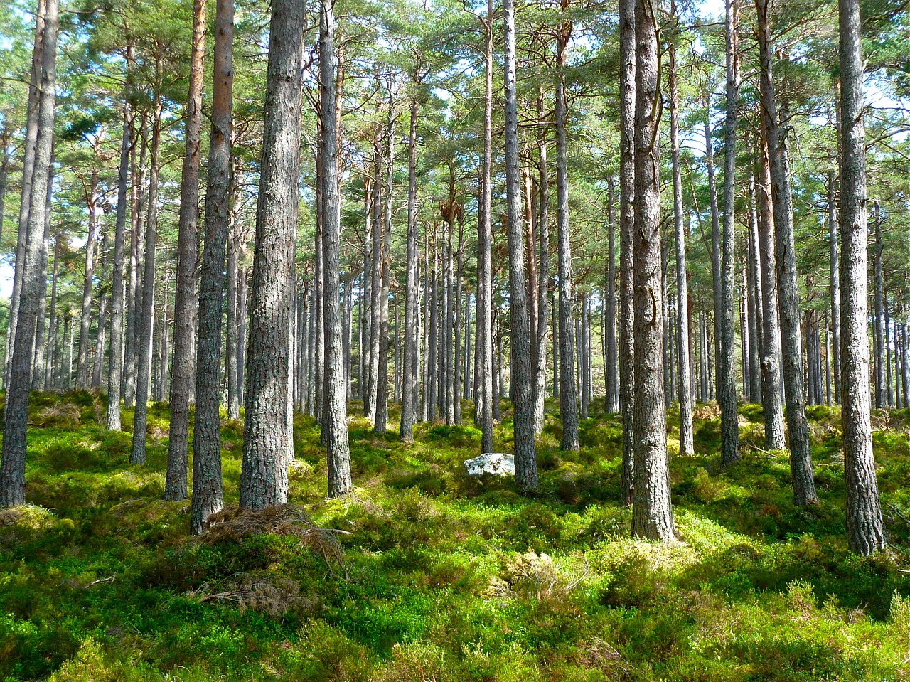 Rozšíření o další organizaci - Plant for the Planet