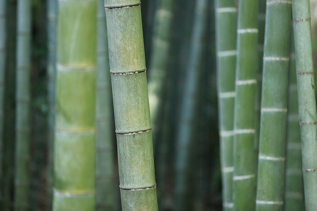 bamboo-919052_640