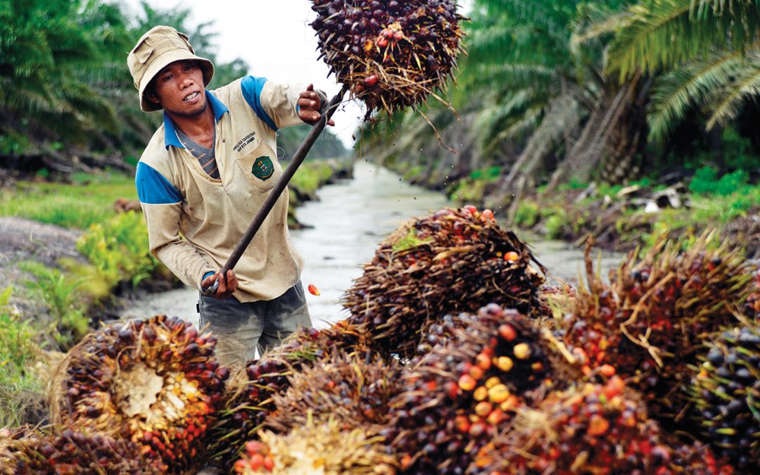 palmoilplantationworker-1080x675