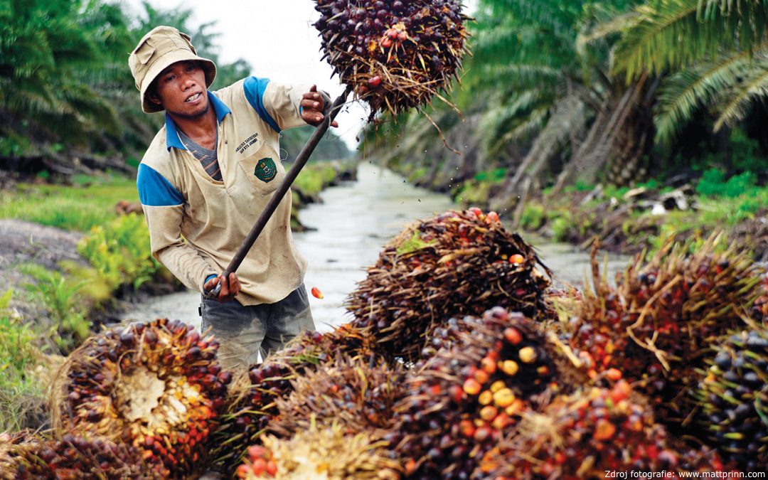 10 Dinge die Palmöl enthalten