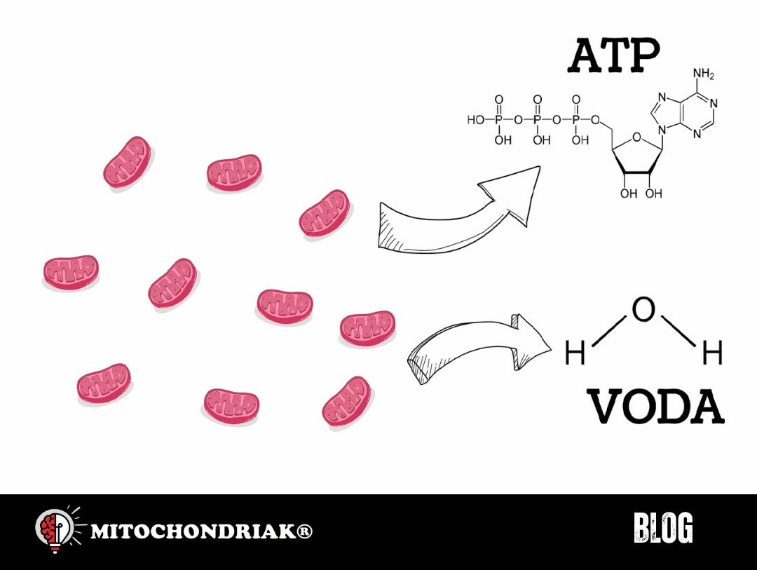 Čo sú mitochondrie a ako produkujú energiu?