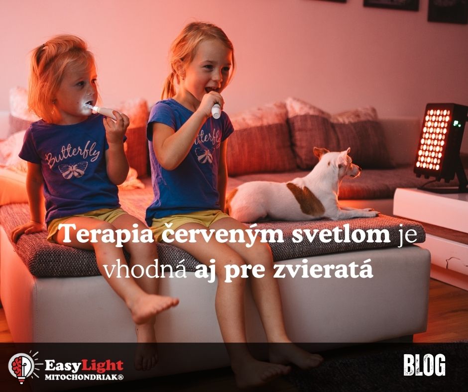 Terapia červeným svetlom je vhodná aj pre zvieratá