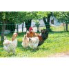Nevodivá síť pro drůbež KERBL 292279, 106 cm x 25 m / 2 hroty