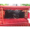 Přepravní box na živou drůbež CRATE MOD B2 - 95,5x57x32,5cm