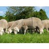 Síť pro elektrický ohradník pro ovce KERBL 27268 OVINET, 108 cm x 50 m / 2 hroty, zelená