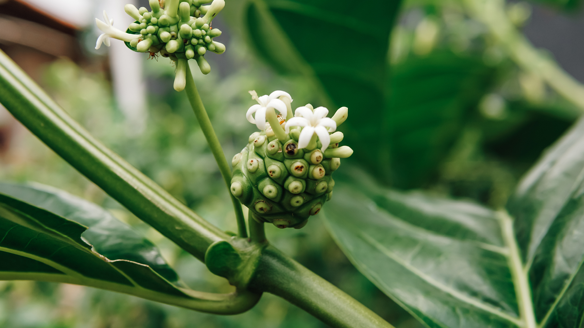 Noni - rostlina pro všechny neduhy