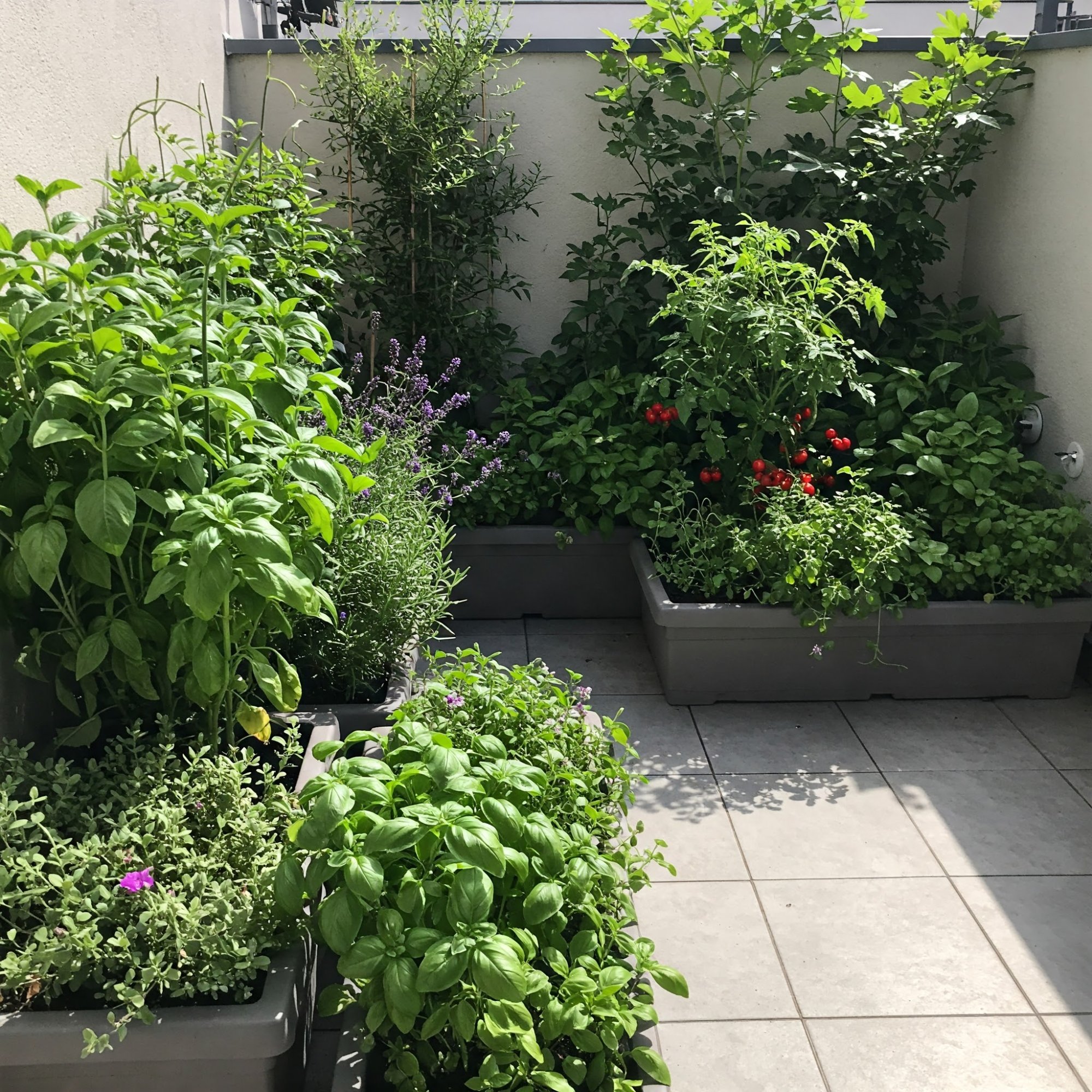 Pěstování rostlin doma i na zahradě