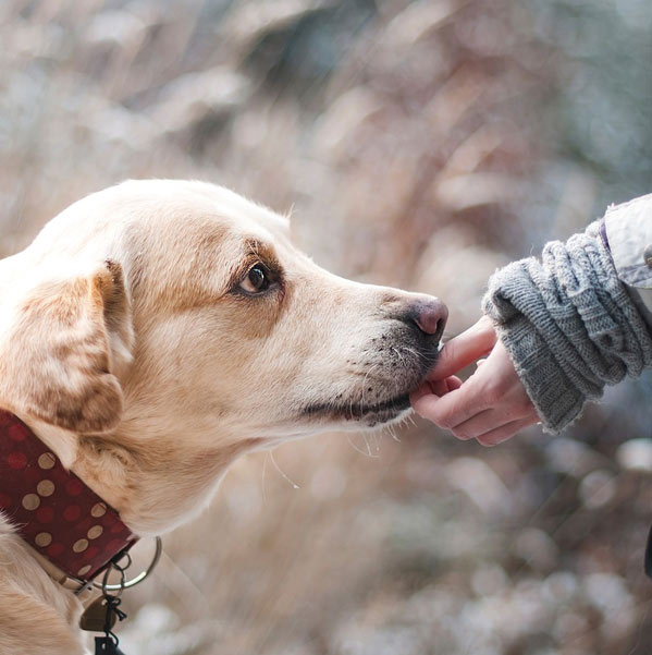 Piggy-Snack - Křupavý psí pamlsek, který si váš psí parťák jistojistě zamiluje.