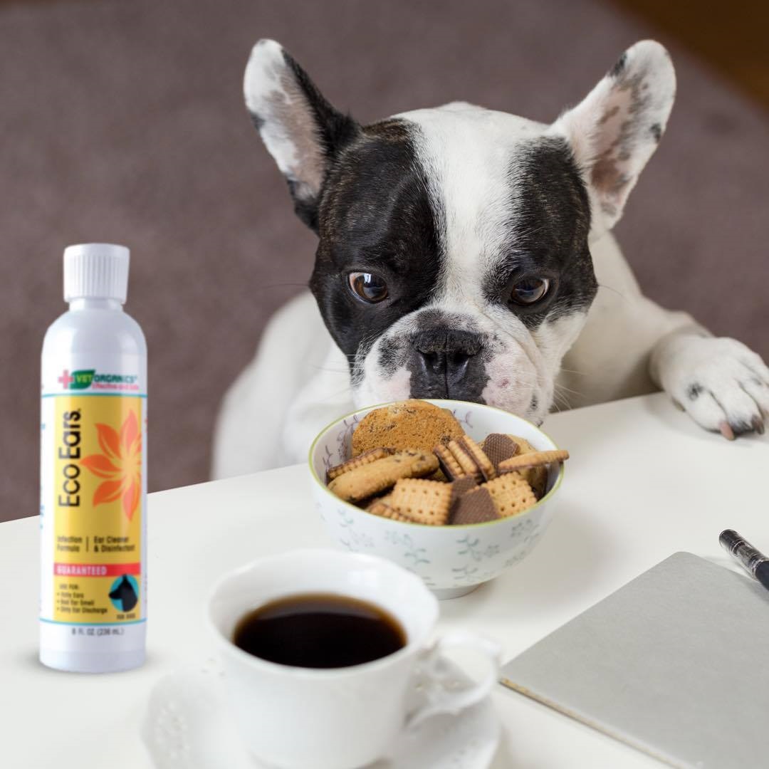 „PRŮVODCE“ ZÁNĚTEM ZVUKOVODU U PSA