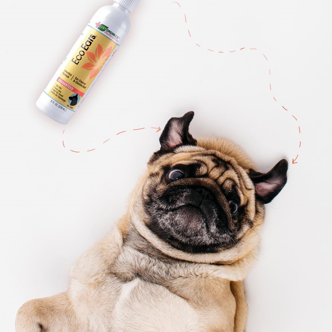 10 NEJČASTĚJŠÍCH PŘÍZNAKŮ UŠNÍ INFEKCE U PSA