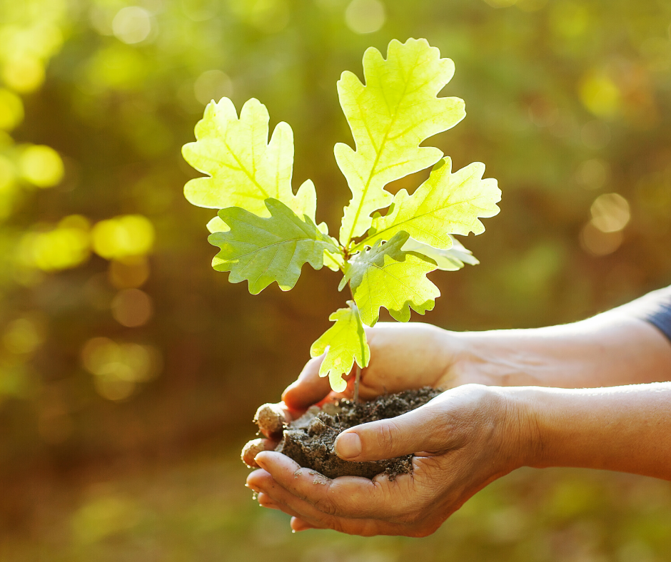 Kde se vzal korkový dub?