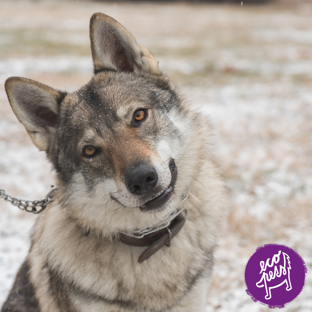 Československý vlčák – štěně, výchova a genetické vady