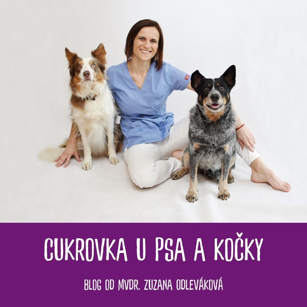 Cukrovka (diabetes mellitus) u psa a kočky
