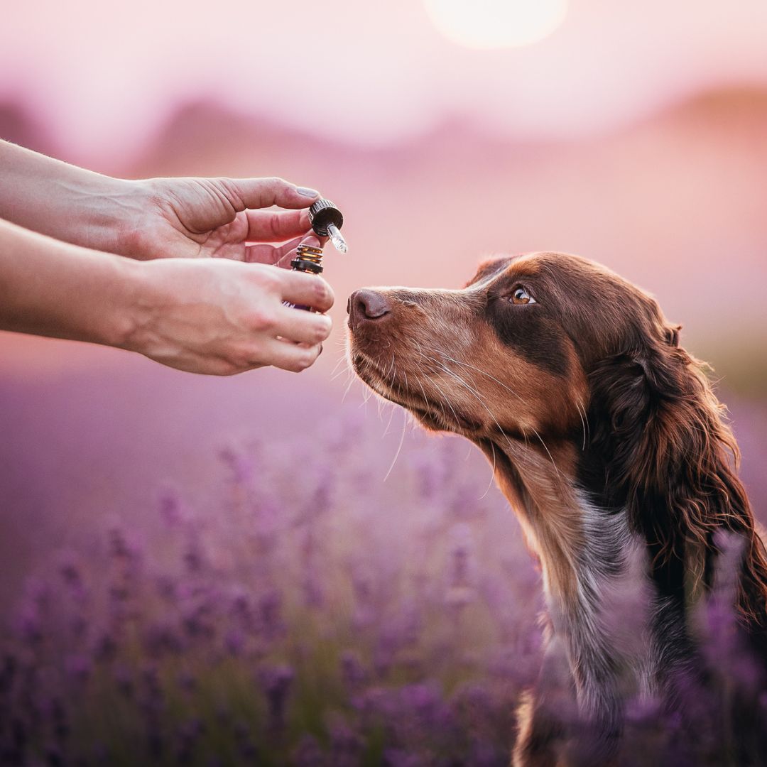 Prečo kliešte nemajú radi bylinky ako levanduľu a rozmarín?