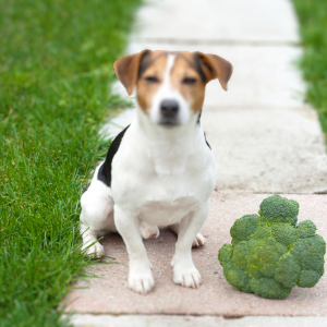 Obličková diéta pre psa: Ako pomôcť vášmu štvornohému miláčikovi k lepšiemu zdraviu