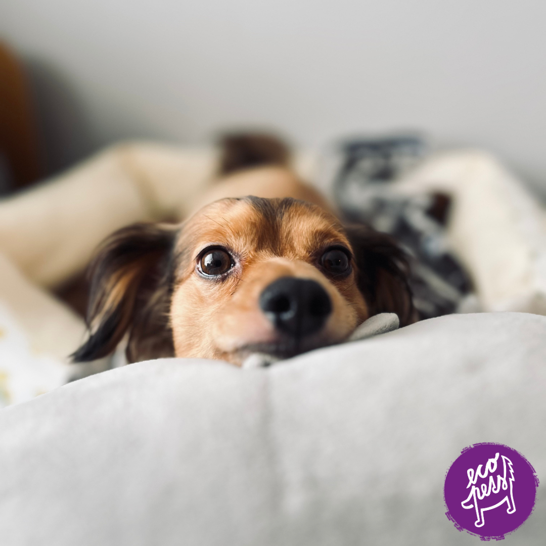 Jak vybrat pelech pro psa, který opravdu funguje (a ne jen dobře vypadá)