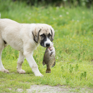 Prečo zaradiť ryby do jedálnička psa?