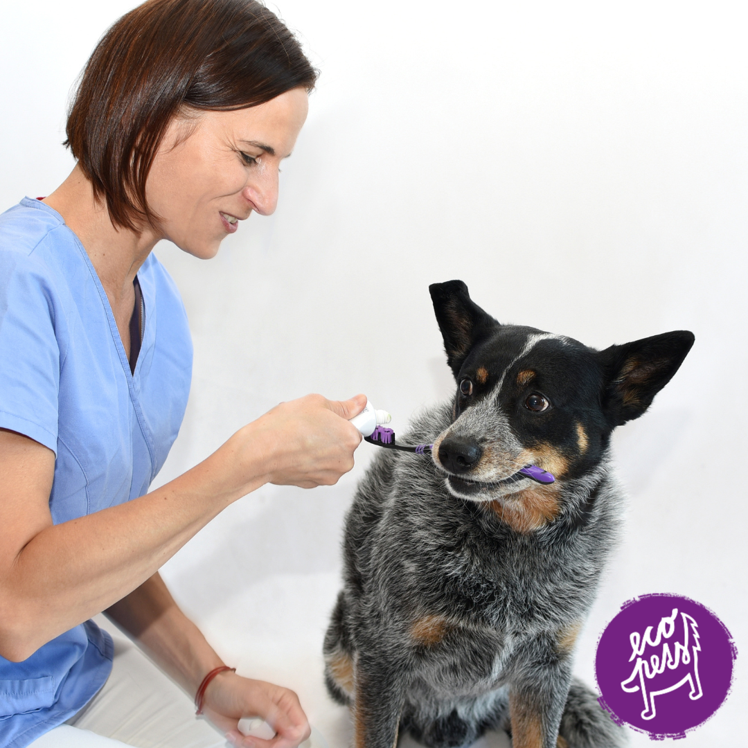 Prevence zubního kamene u psů – čištění zubů, pamlsky a péče o chrup