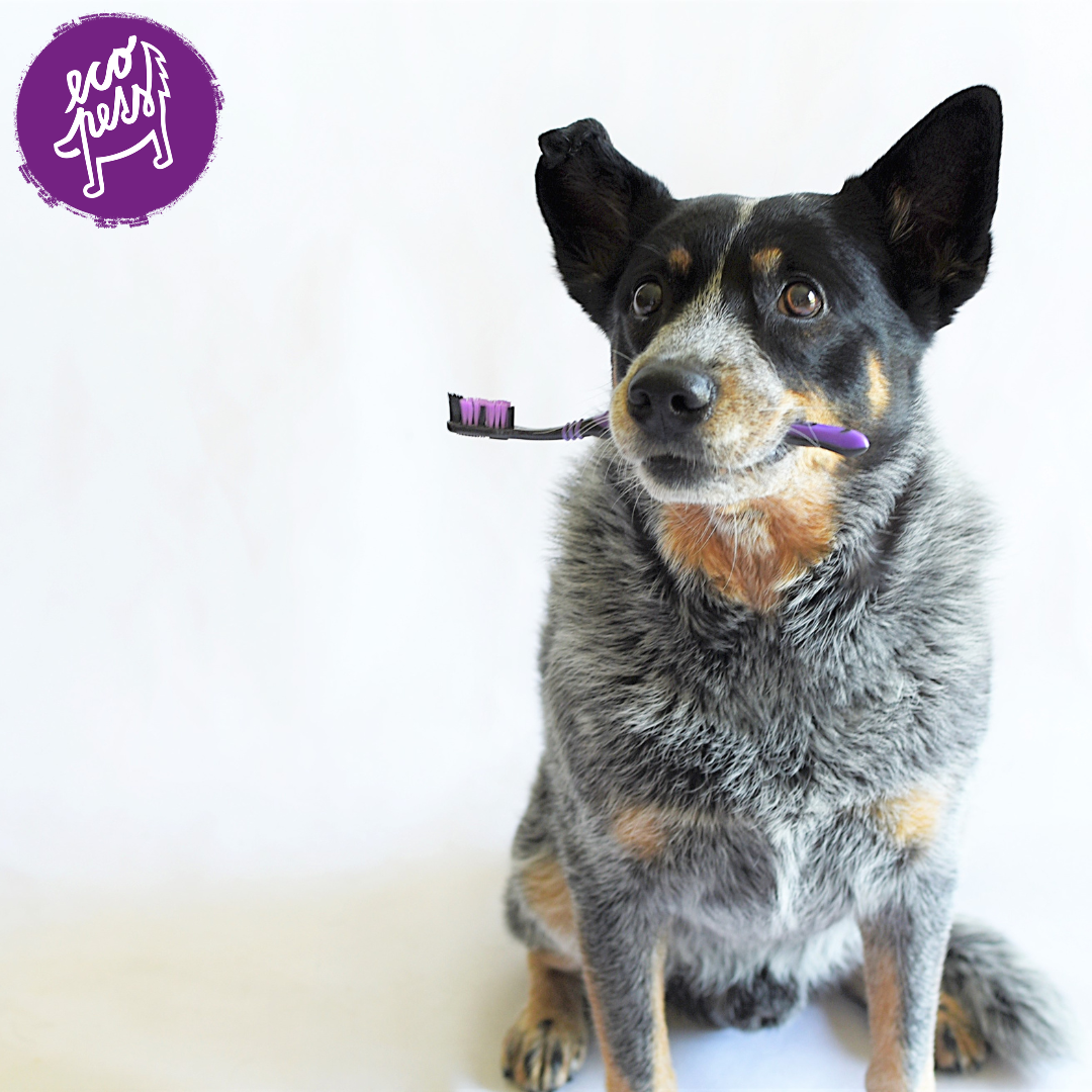 Zubní kámen u psa – kosmetická vada, nebo tichý zabiják?