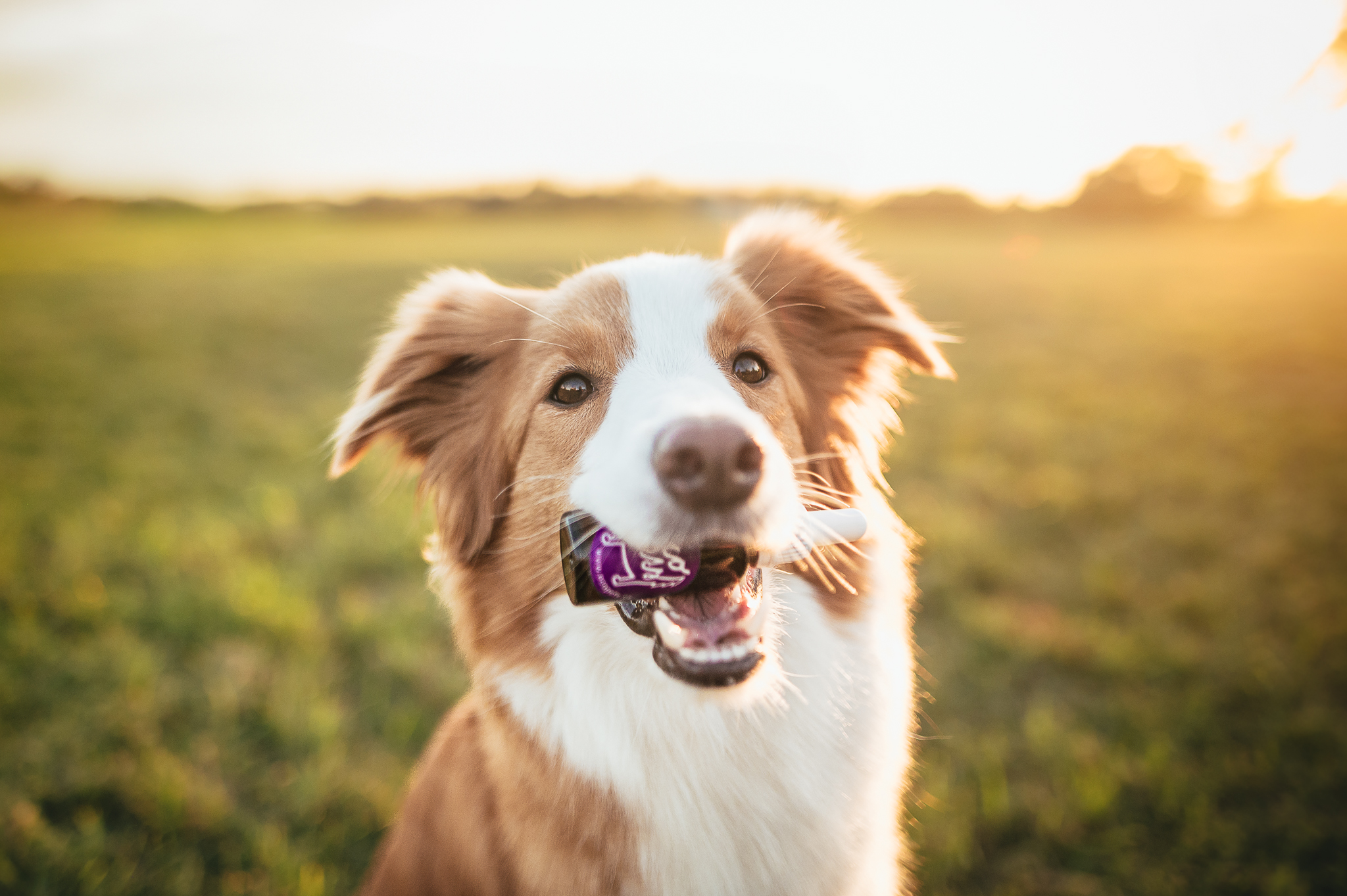 Udržujte zářící úsměv vašeho psího přítele: strategie a tipy pro zdravý psí chrup