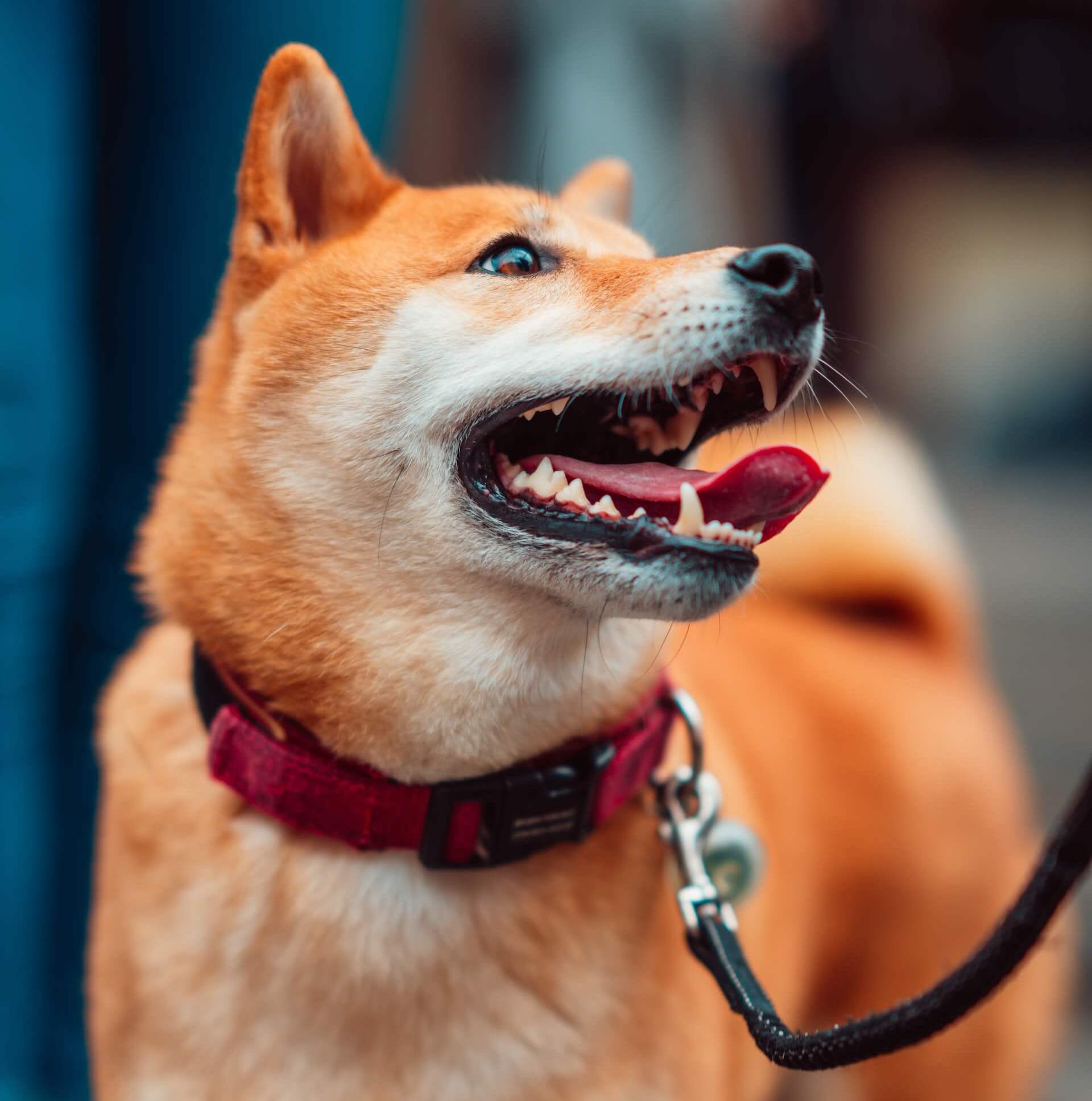 shibainu-zuby