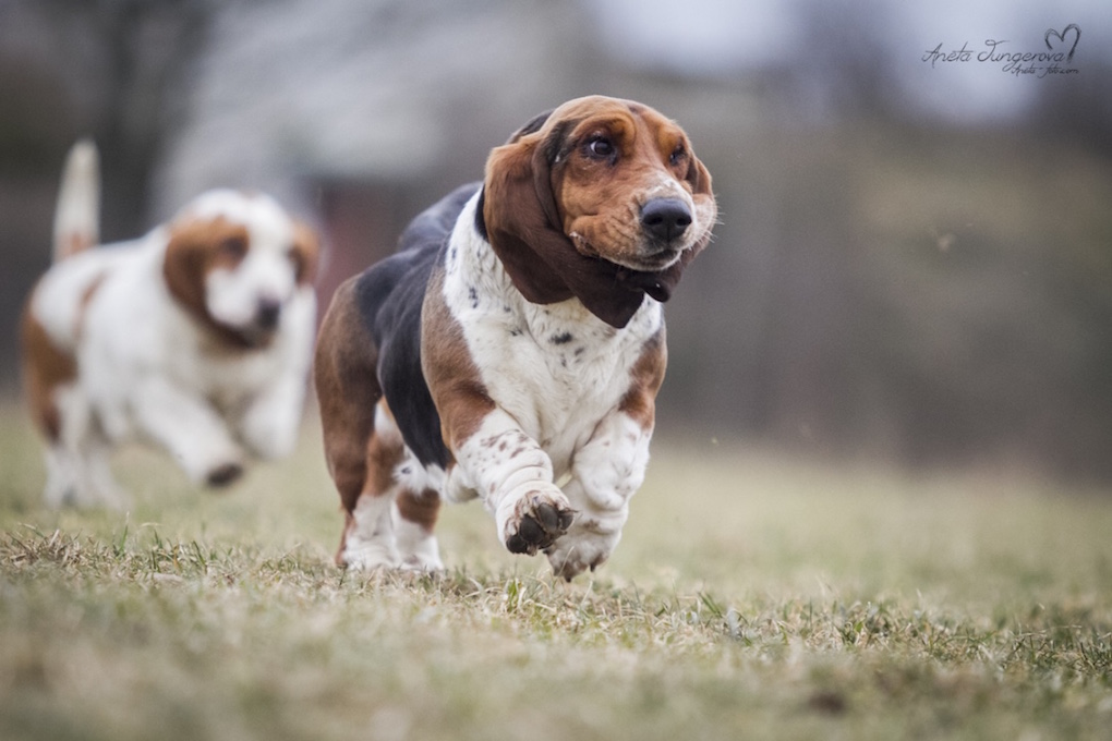 basset_nemocne_ledviny_u_psu_ecopets