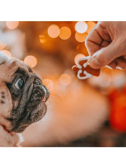 zolly dog bakery vanocni cukrovi pro mops pugs