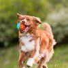 aportovaci toller ecopets play micek go go astro ball flare3