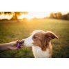Ecopets Balzam na labky s rakytníkom 30 ml