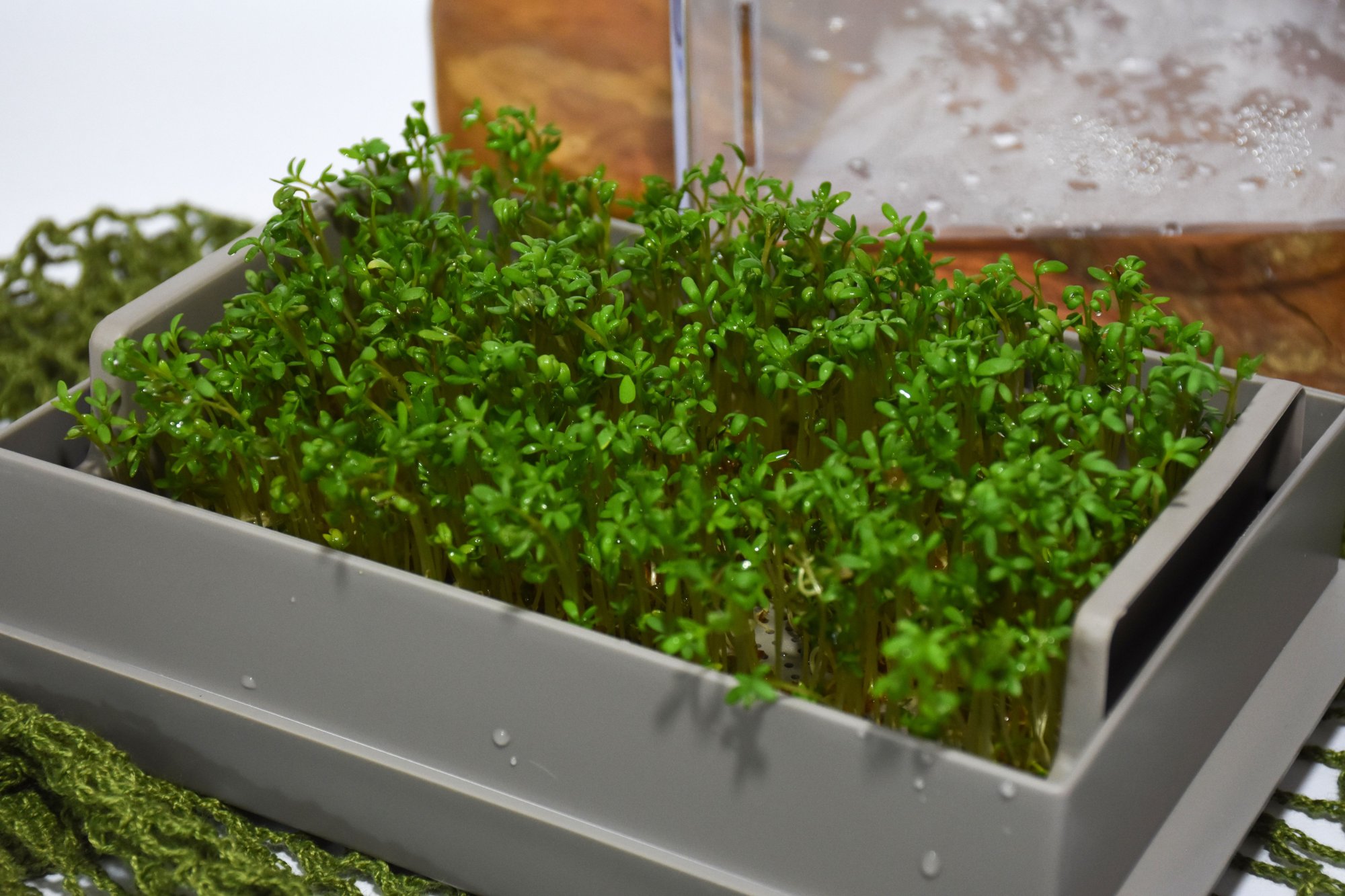 Domácí sada na pěstování microgreens