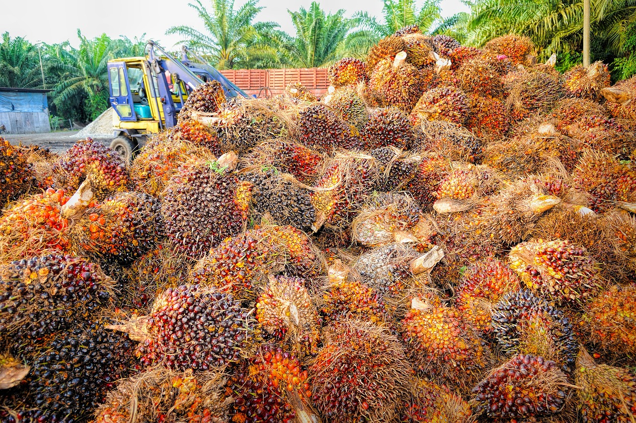 Řekněte stop palmovému oleji