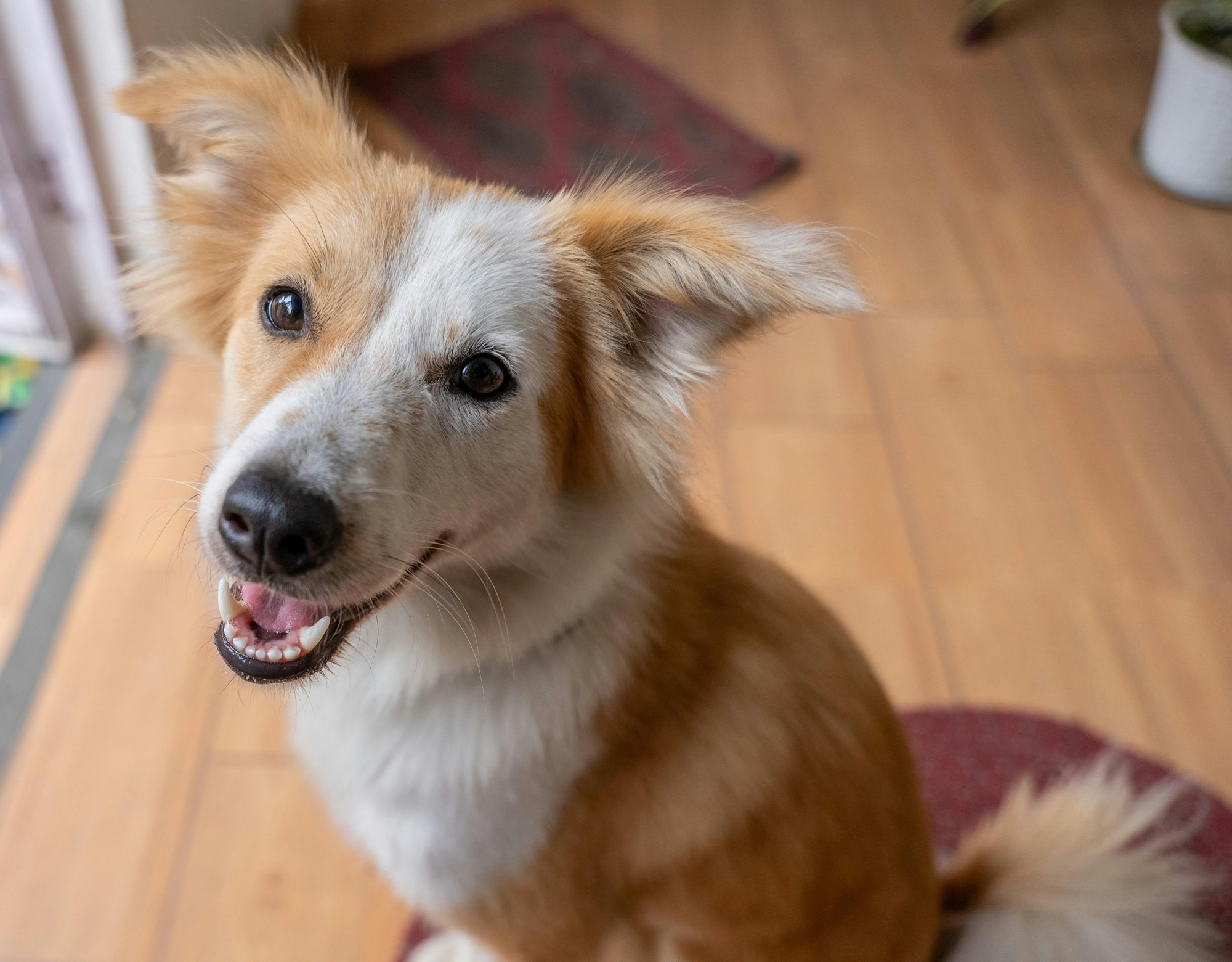 Jak mít čistý a klidný domov, když sdílíte prostor se zvířaty