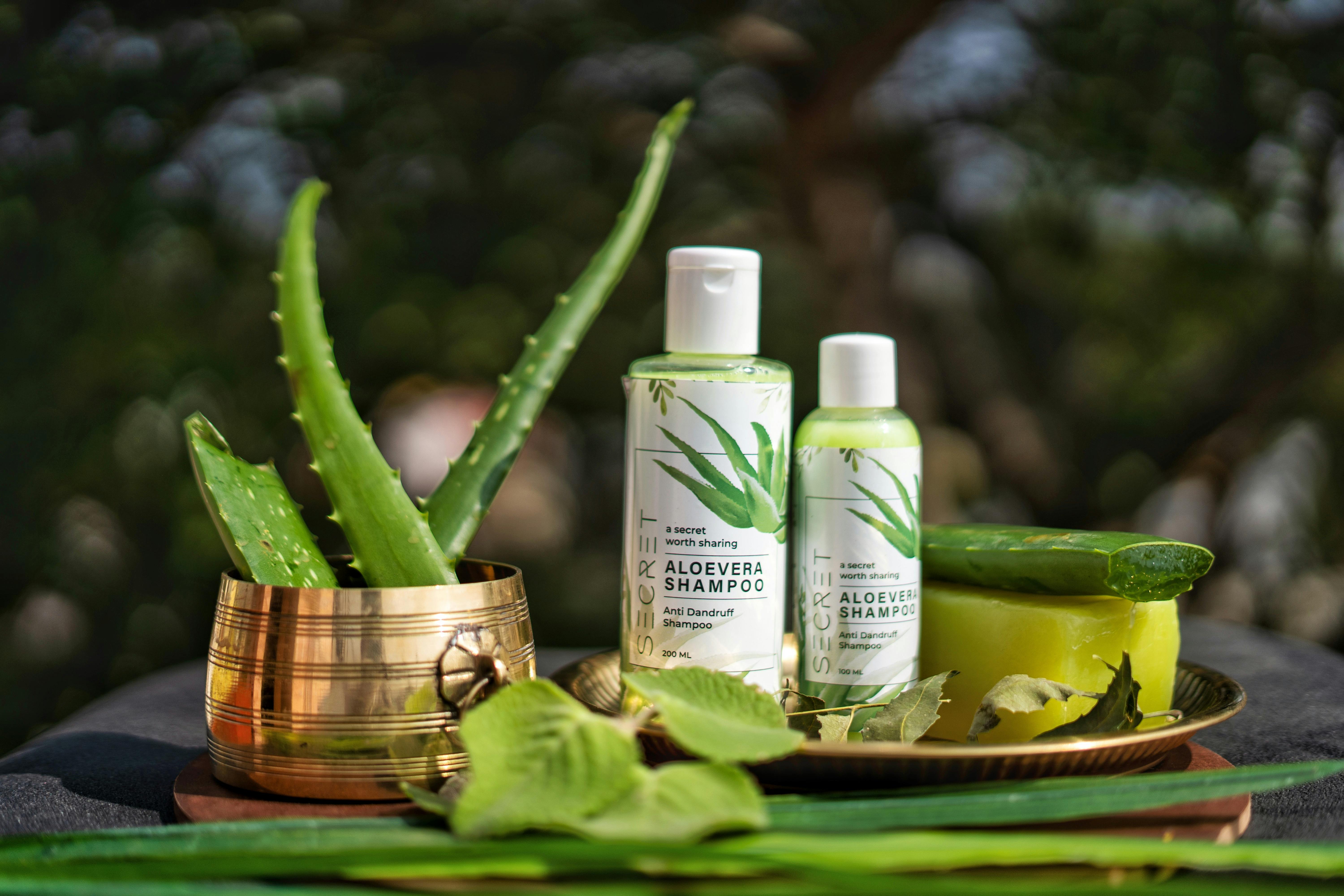 Aloe vera: Pohlazení pro vaši pokožku i tělo