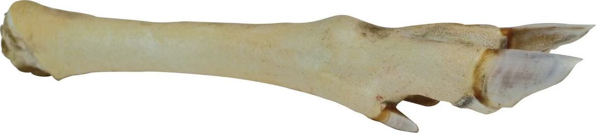 TRIXIE Srnčí noha bílá - 1 ks