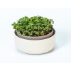 Plastia Microgreens kulatý, slonová kost,16cm