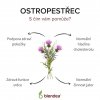 ostropestrec ucinky