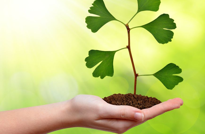 Jak ginko, ostropestřec a kozlík podporují naše zdraví?