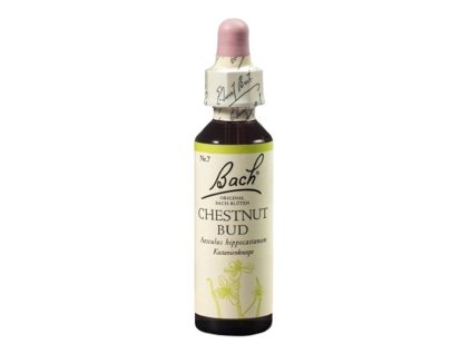 Chestnut Bud