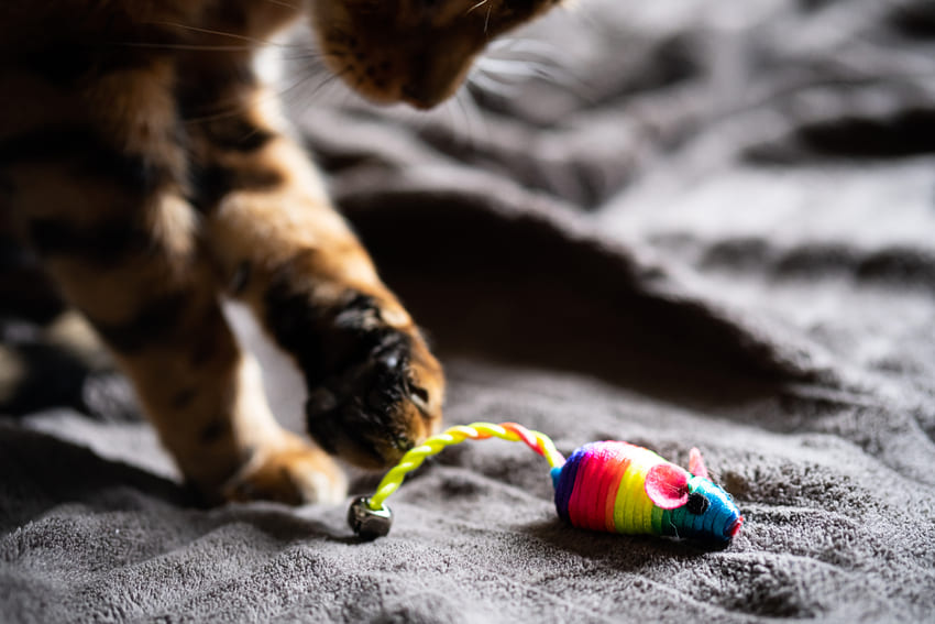 Interaktivní hračky pro kočky - nejlepší návrhy