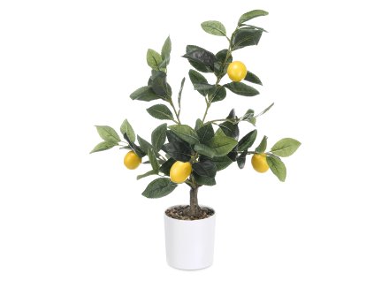 Dekorativní citronovník, 58 cm
