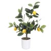 Dekorativní citronovník, 58 cm