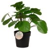 Umělá rostlina v květináči, Pilea peperomioides, 25 cm