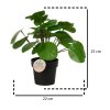 Umělá rostlina v květináči, Pilea peperomioides, 25 cm