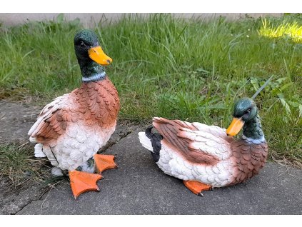 Kačer polyston velký 2 druhy