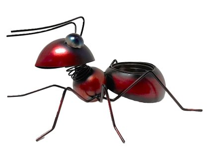 Mravenec hnědočervený s květníkem