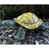 Želva barevná malá