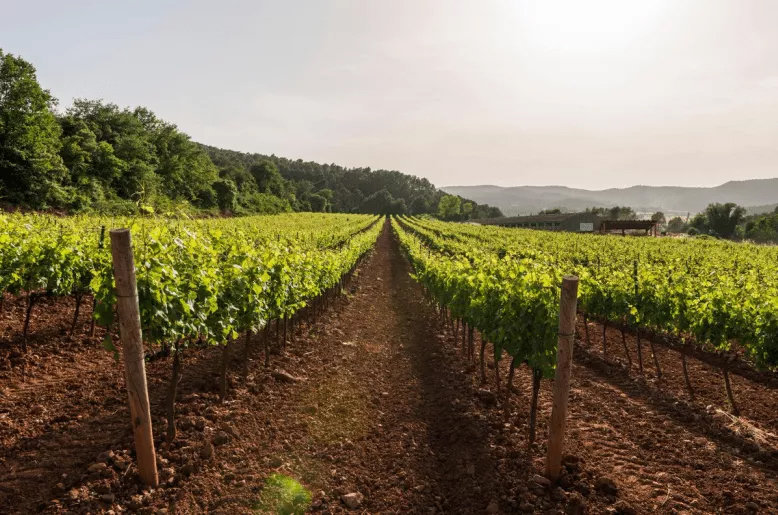 Od hroznu po zlaté medaile: Příběh, jak Augustí Torelló Mata vyrábí nejlepší cavu na světě (zena-in.cz)